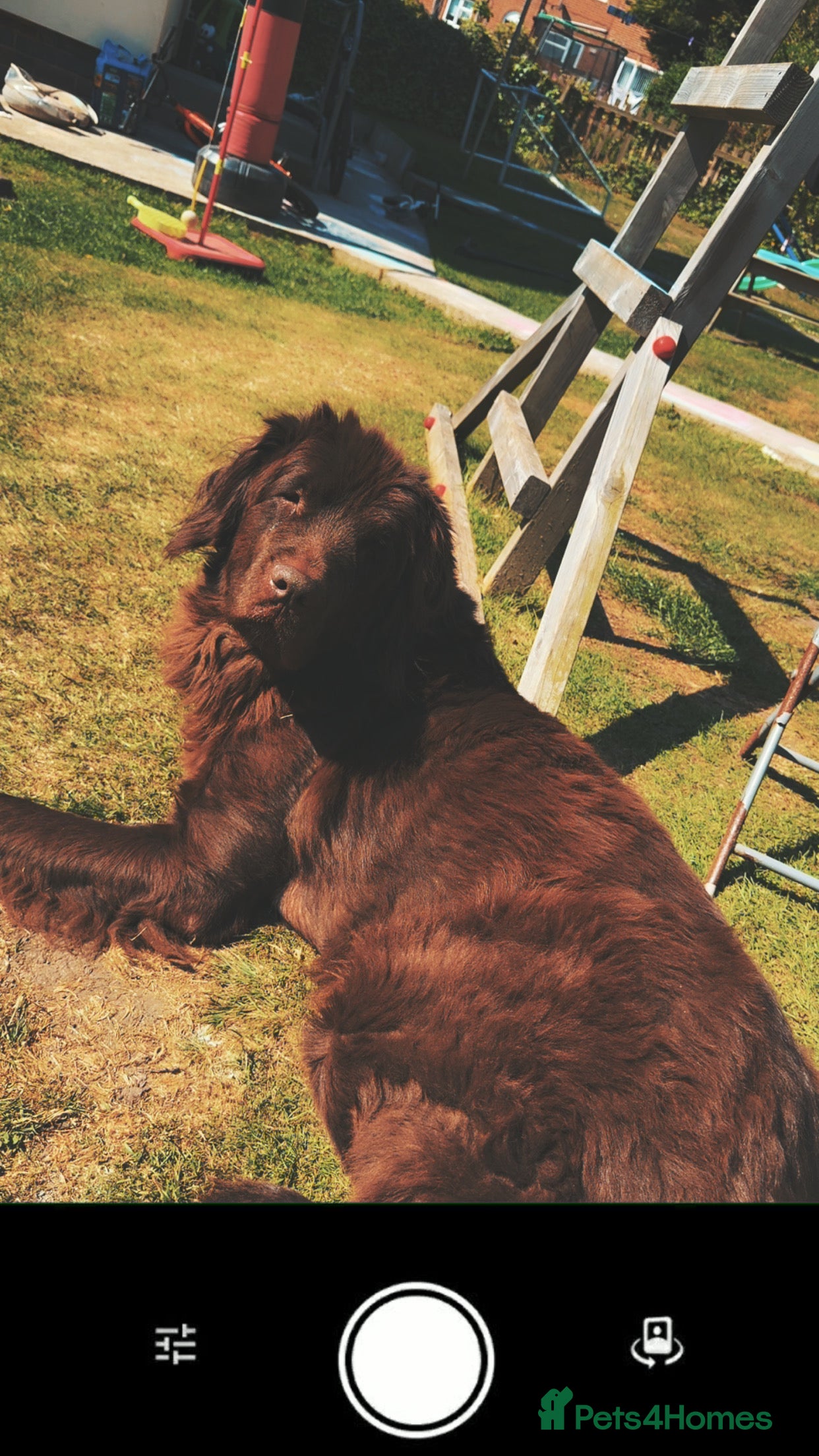Newfoundland dogs Female Newfoundland  - Advert 6