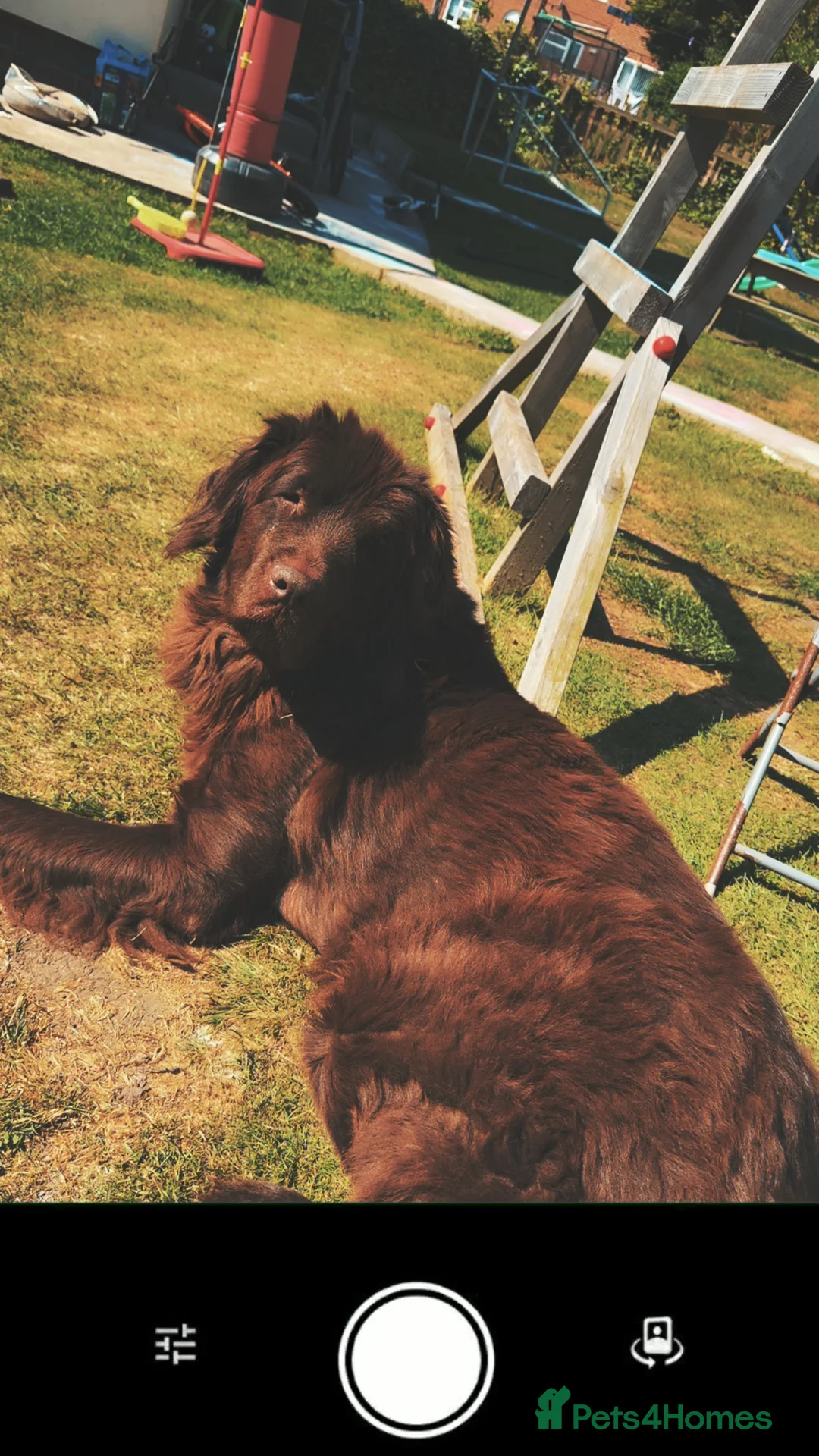 Newfoundland dogs for sale: Female Newfoundland  - Advert 1