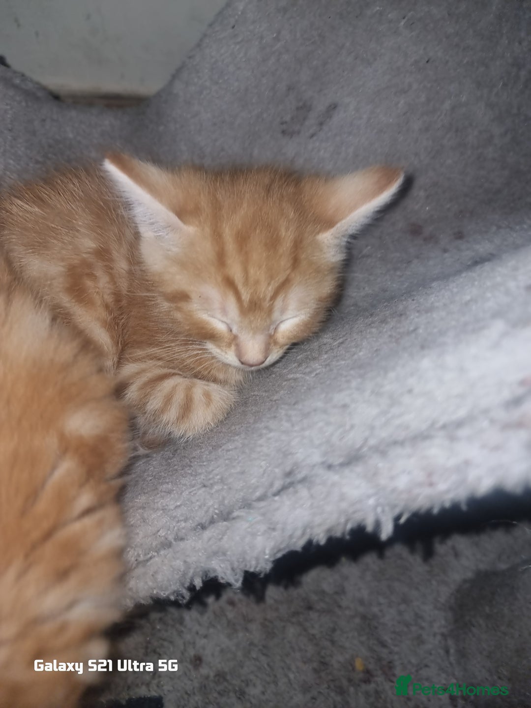 Domestic Shorthair cats for sale: Lovely Kittens, ready to be reserved 😺 - Image 14