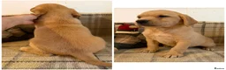Labrador Retriever dogs for sale: *READY NOW* Stunning KC girls, tested&many FTCH/Ws - Advert 10
