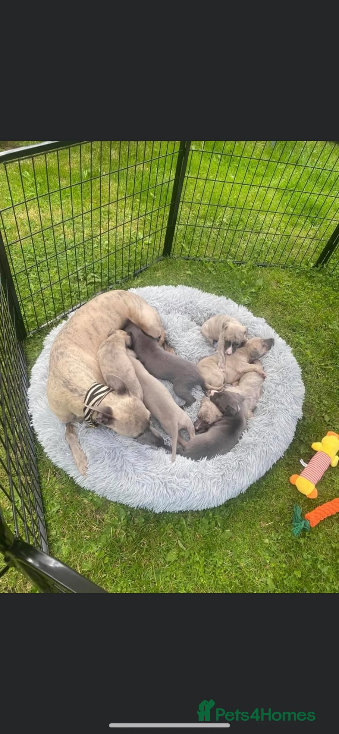 Whippet dogs for stud: Whippet stud dog in Somerton - Advert 15