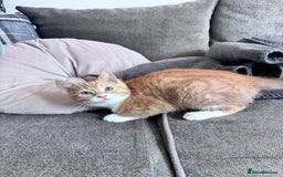 Mixed Breed cats for sale: 2 kittens - Image 2