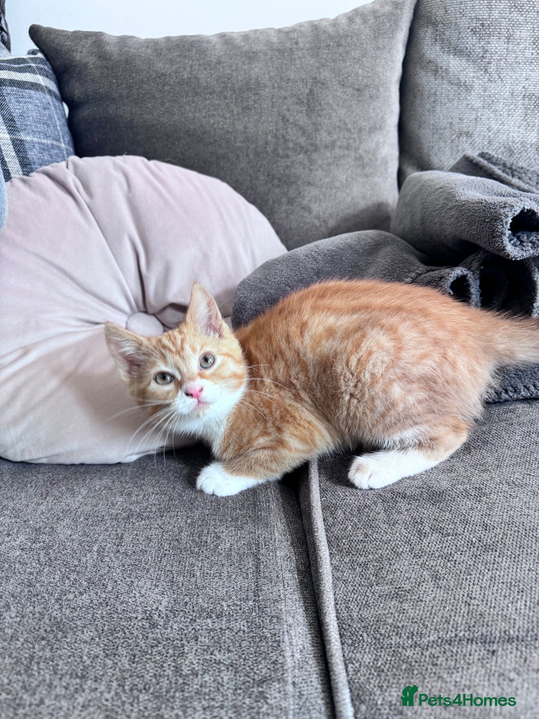 Mixed Breed cats for sale: 2 kittens - Image 2