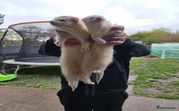 Ferret rodents for sale: Ferrets for sale  - Advert 2