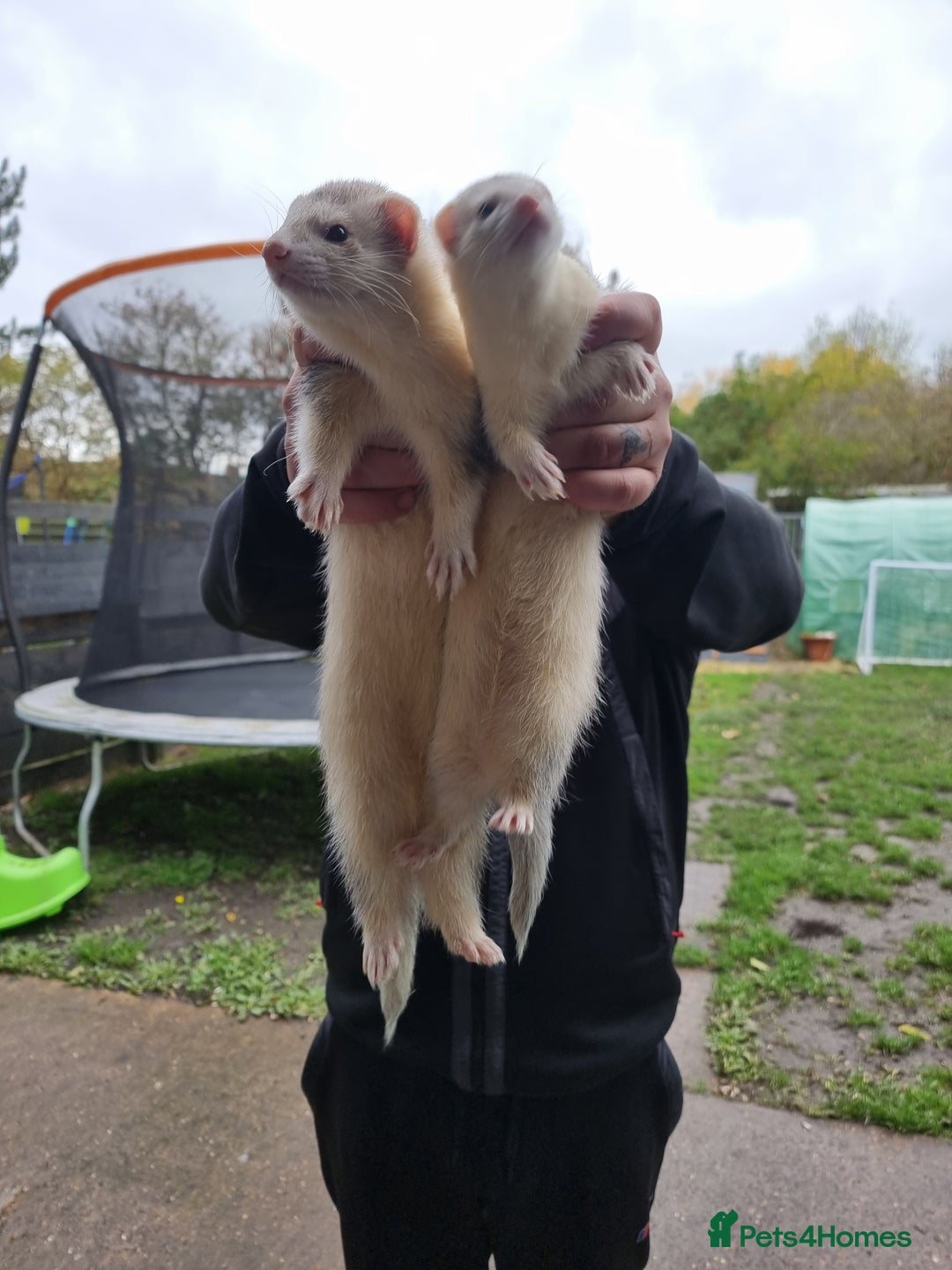 Ferret rodents for sale: Ferrets for sale  - Advert 2