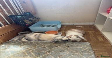 English Lop rabbits male and one female adorable and stunning - Advert 4