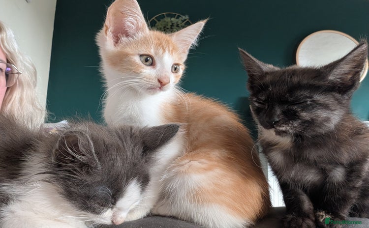 Mixed Breed cats - Advert 14