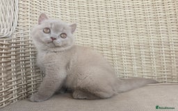 British Shorthair cats for sale: Stunning British Shorthair Kittens  - Image 3
