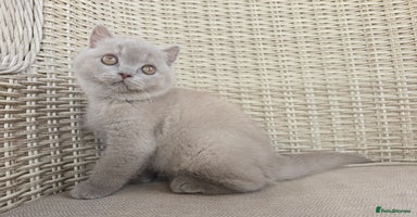 British Shorthair cats - Advert 10