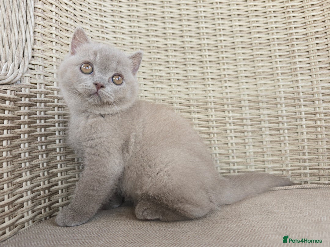 British Shorthair cats for sale: Stunning British Shorthair Kittens  - Image 3