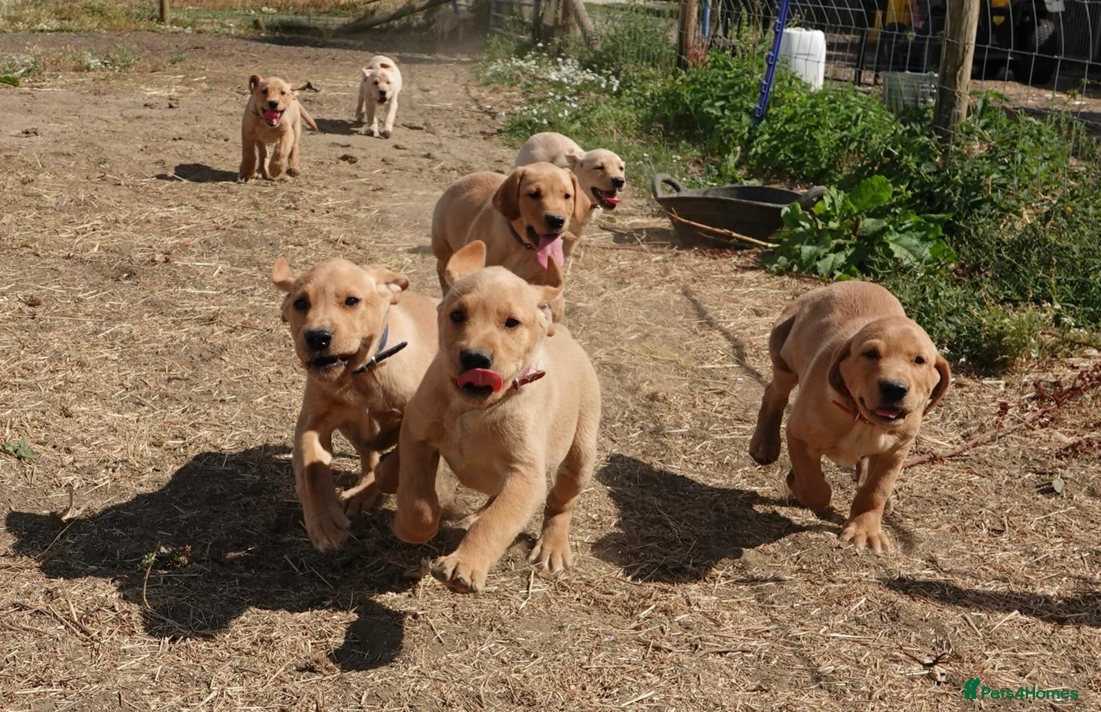 Labrador Retriever dogs Farm Reared Fox Red & Cream Labradors - Advert 1