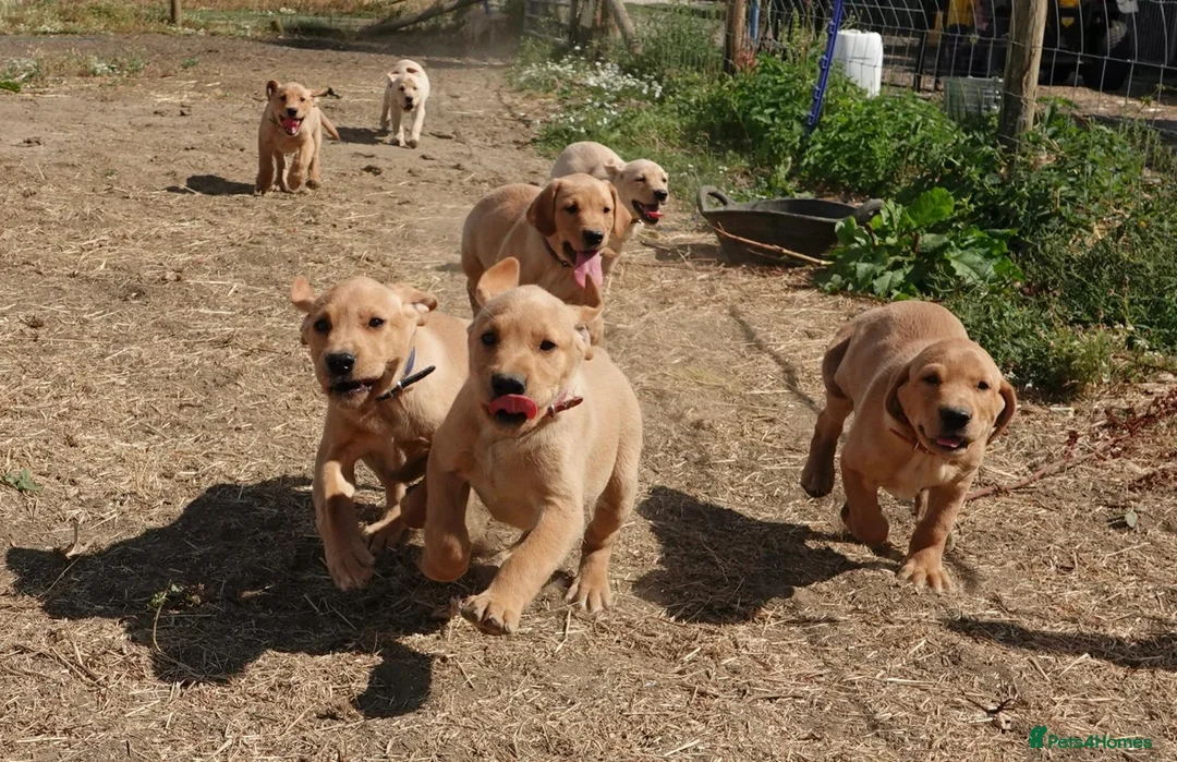 Labrador Retriever dogs for sale: Farm Reared Fox Red & Cream Labradors - Advert 1