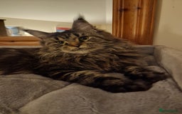 Maine Coon cats for sale: Female🍁🍂 - Image 1