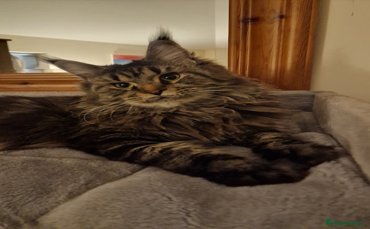 Maine Coon cats - Advert 1