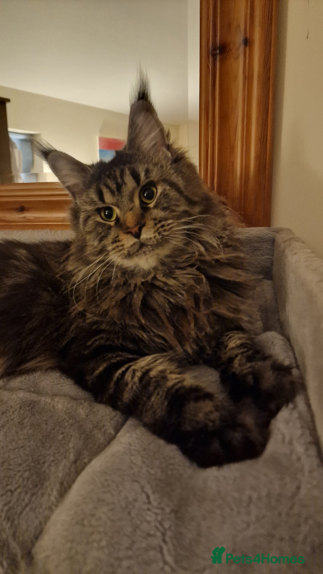 Maine Coon cats for sale: Female🍁🍂 - Image 1