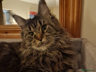 Maine Coon cats - Advert 6