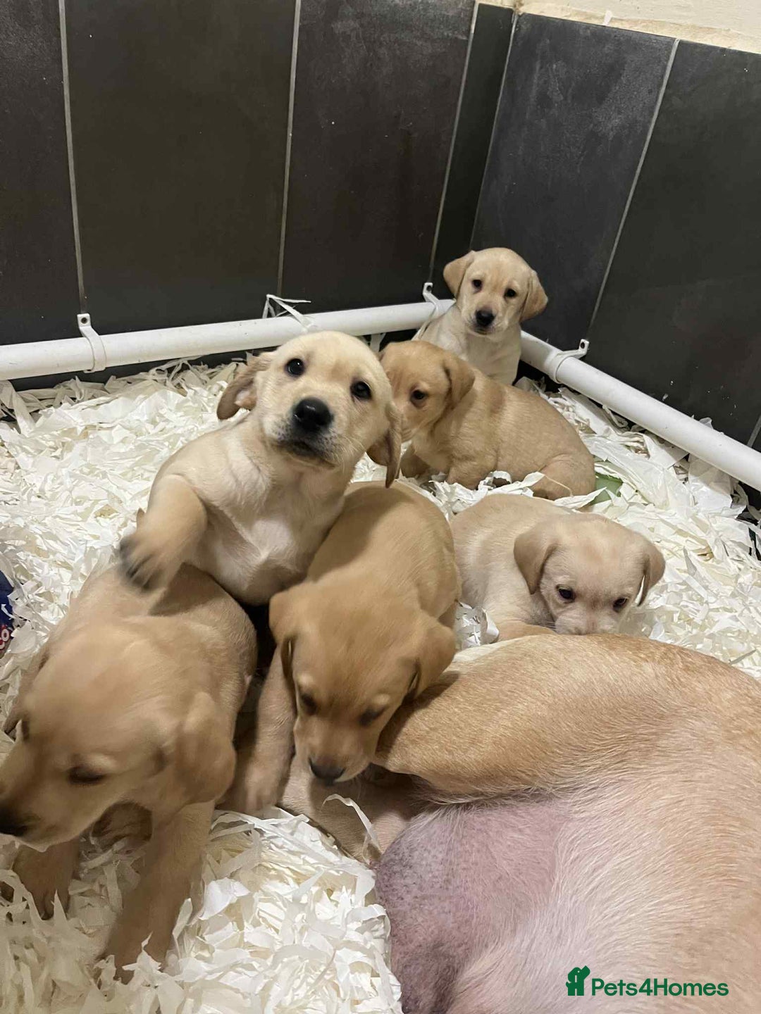 Labrador Retriever dogs for sale: Beautiful Labrador puppies  - Advert 6