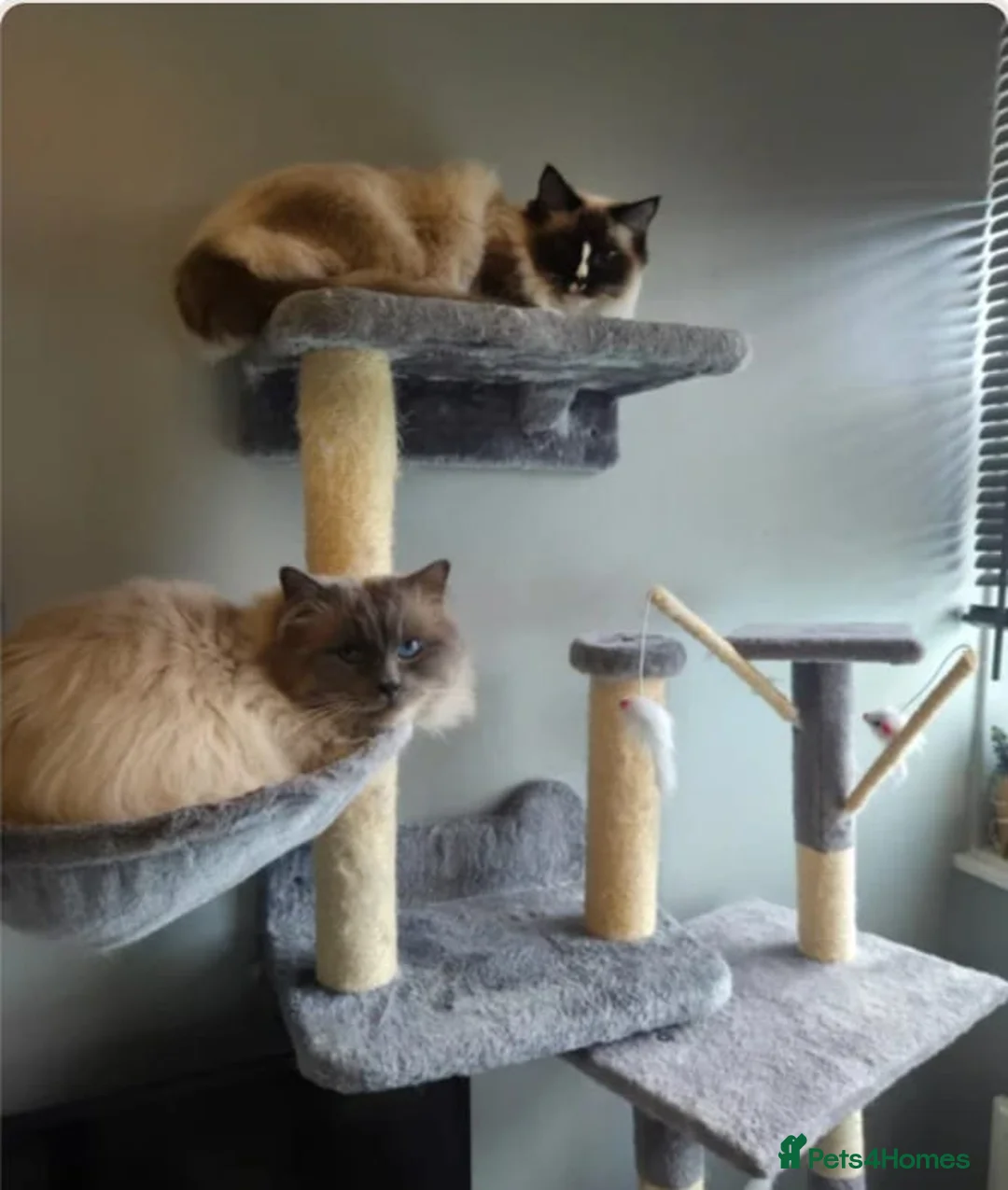 Ragdoll cats for sale: 5 Ragdoll Kittens - Advert 2