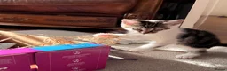 Domestic Shorthair cats for sale: Kittens for sale - Advert 19