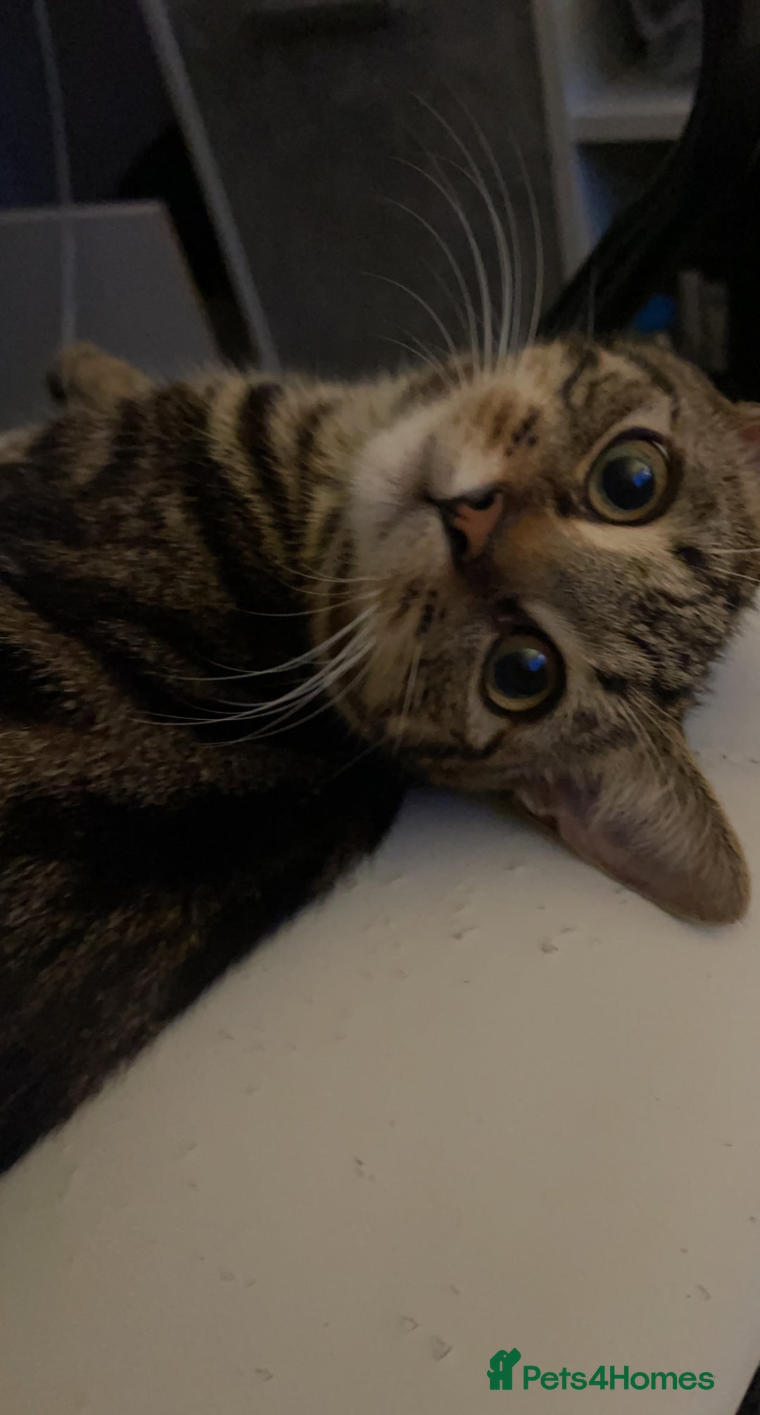 Mixed Breed cats for sale: Beautiful 3 Year Old Cat🐾🤍 - Advert 3