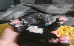 Sproodle dogs for sale: Beautiful F1 sproodle pups  - Image 6