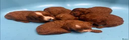 Cavapoo dogs for sale: Beautiful Red F1 Cavapoo puppies - Advert 3