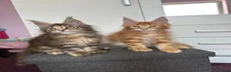 Maine Coon cats for sale: ✨5 Gorgeous GCCF Pure Bred MC kittens  in Burton-on-Trent - Advert 7
