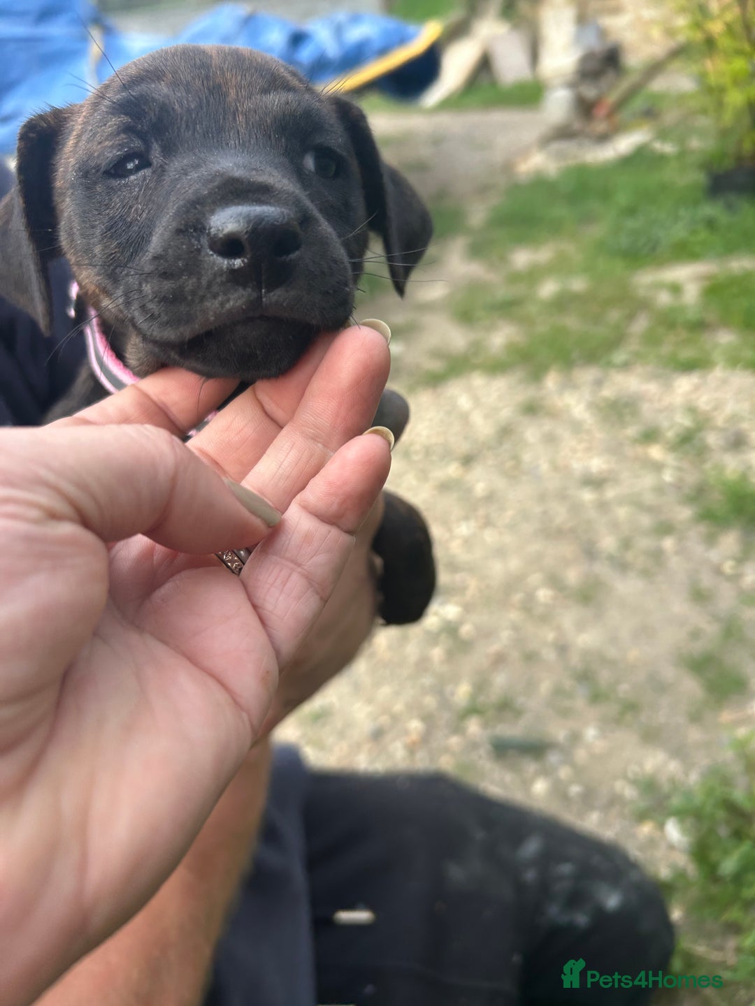 Jack Russell dogs for sale: Blue & Black Brindle Jack Russells - Image 13
