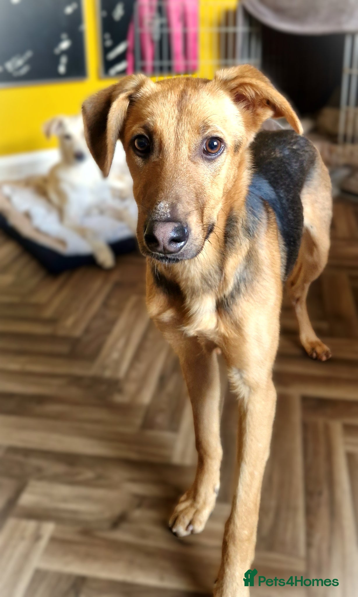 Mixed Breed dogs for sale: Lovely Lucy 7 months old is ready for adoption! - Advert 3