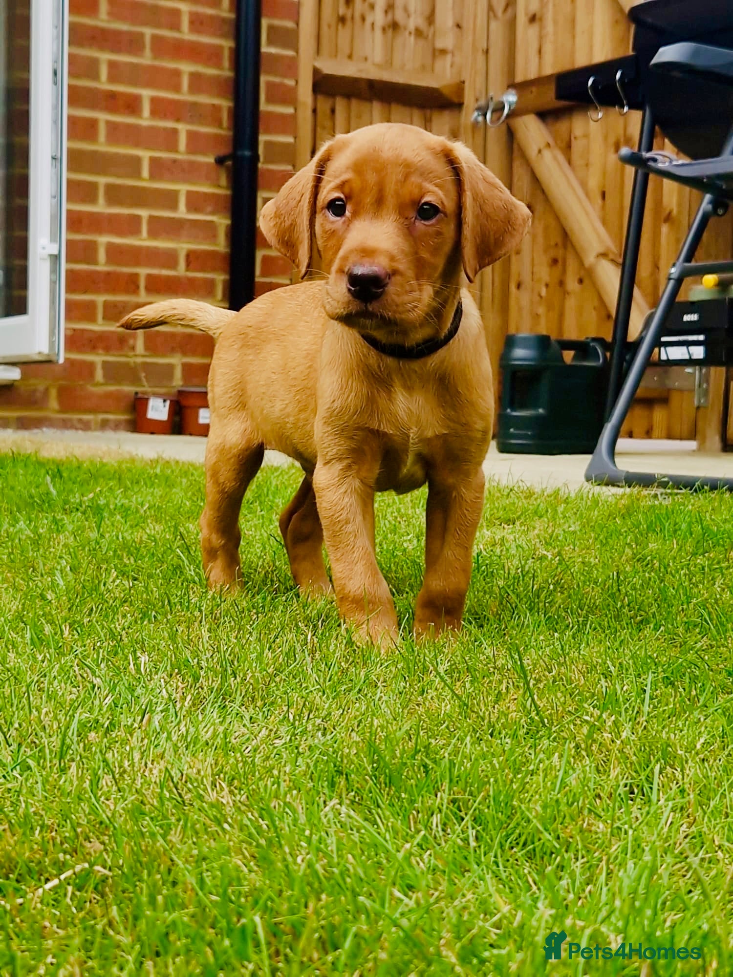 Labrador Retriever dogs for sale: KC Stunning Dark Fox Red Labrador Puppies - Advert 14