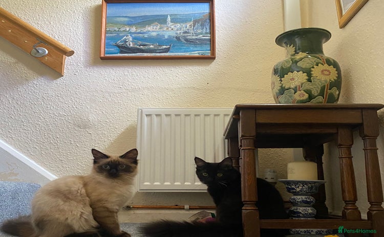 Mixed Breed cats - Advert 1