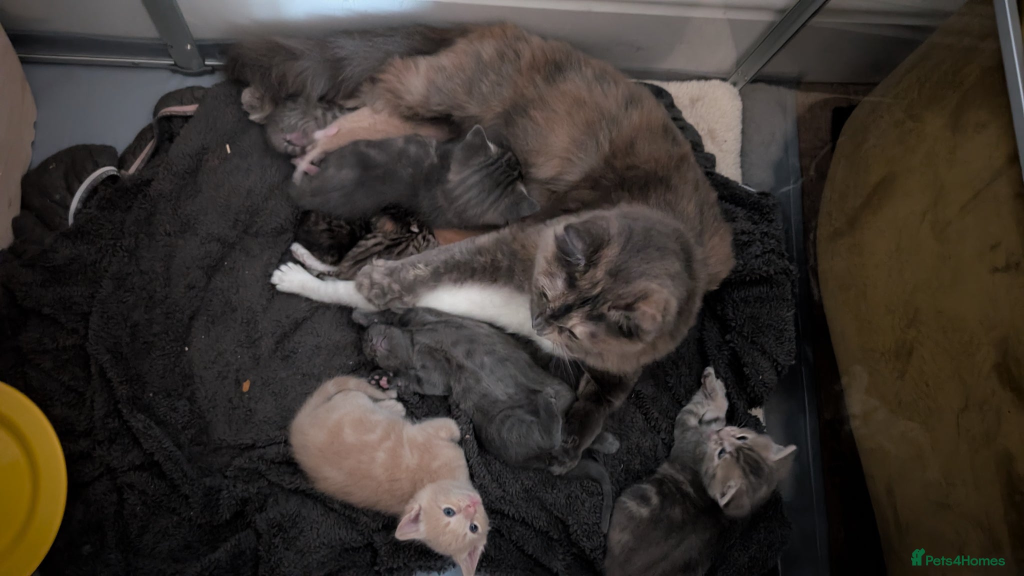 Ragcoon cats for sale: Beautiful Ragcoon / Bengal kittens  - Advert 16