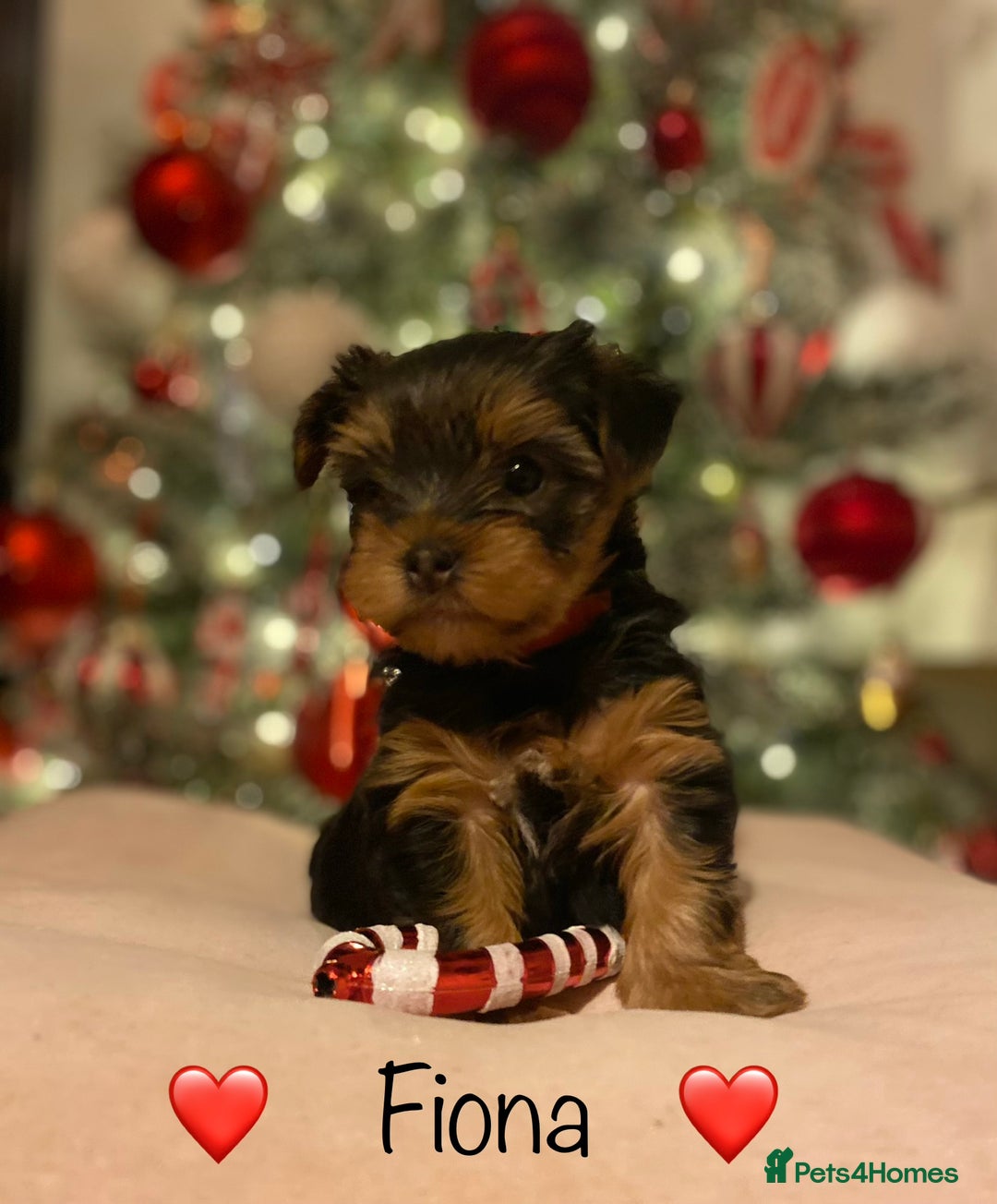 Yorkshire Terrier dogs for sale: Beautiful 2 Girls Yorkshire Terrier Pedigree  - Advert 1