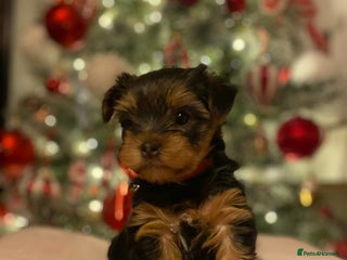 Yorkshire Terrier dogs Beautiful 2 Girls Yorkshire Terrier Pedigree - Advert 1