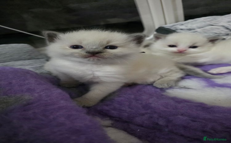 Ragdoll cats - Advert 10