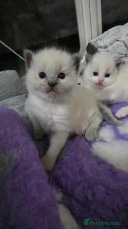 Ragdoll cats - Advert 10