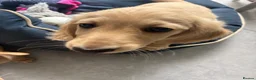 Miniature Dachshund dogs for sale: Cream Boy Long haired miniature dachshund - Advert 8