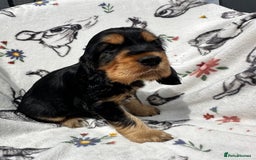 Cocker Spaniel dogs for sale: 1 Black and Tan boy KC Show Cocker Spaniel - Image 10