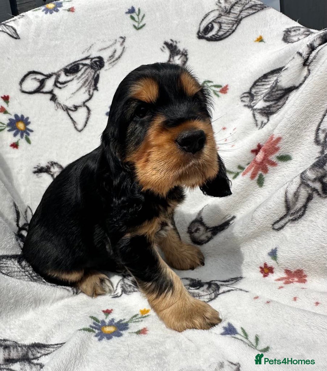 Cocker Spaniel dogs for sale: 1 Black and Tan boy KC Show Cocker Spaniel - Image 10