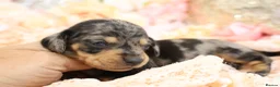 Miniature Dachshund dogs for sale: KC Miniature Dachshund Puppies - Advert 11