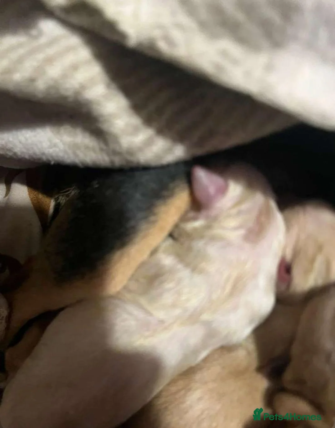 Chihuahua dogs for stud: Chihuahua for Stud - Advert 9