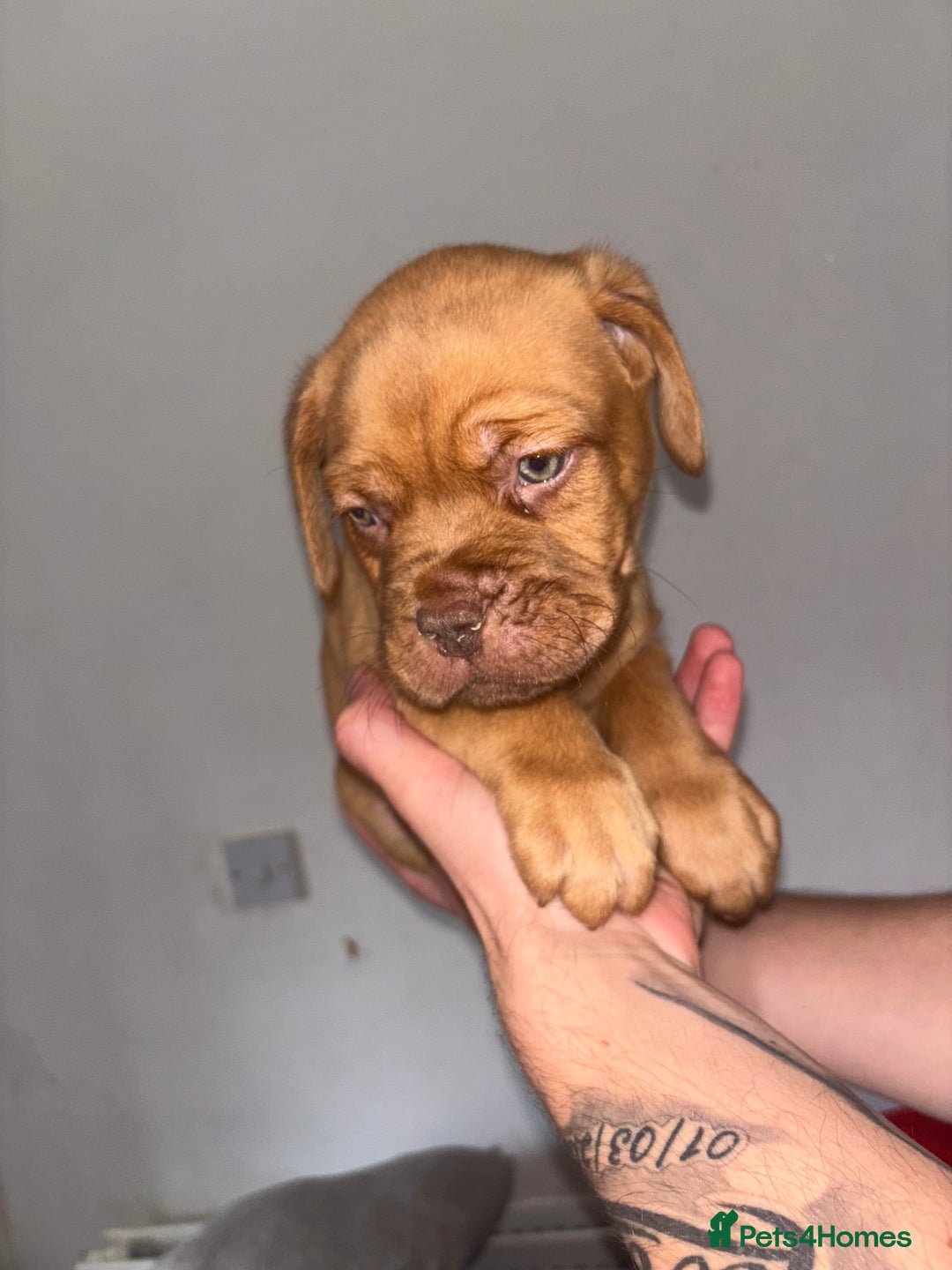 Dogue De Bordeaux dogs for sale: Beautiful Dogue De Bordeaux Pups  in Nottingham - Image 5