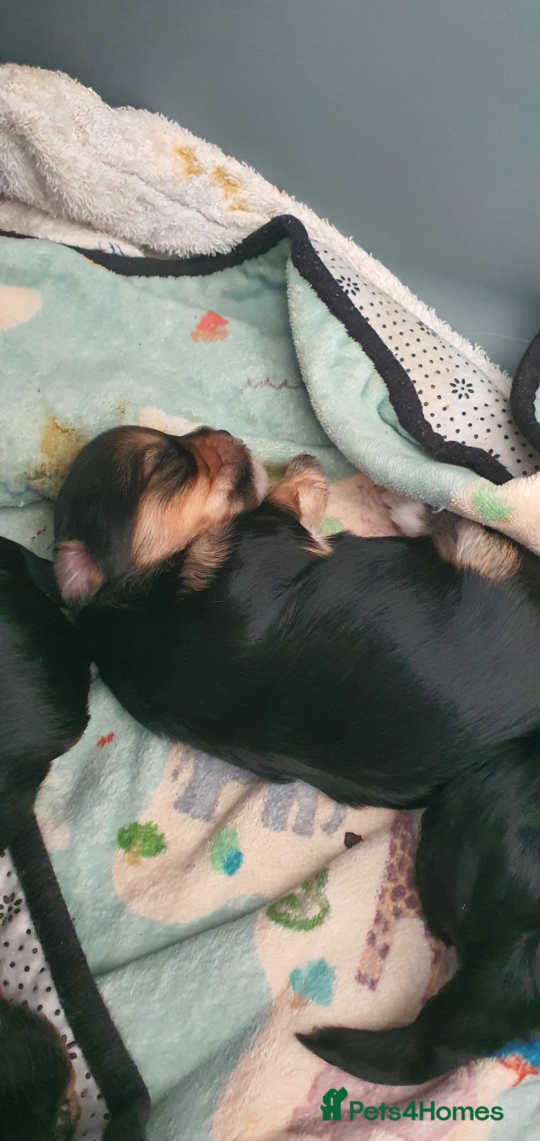 Morkie dogs for sale: ADORABLE MORKI BABIES 🐶 - Image 2