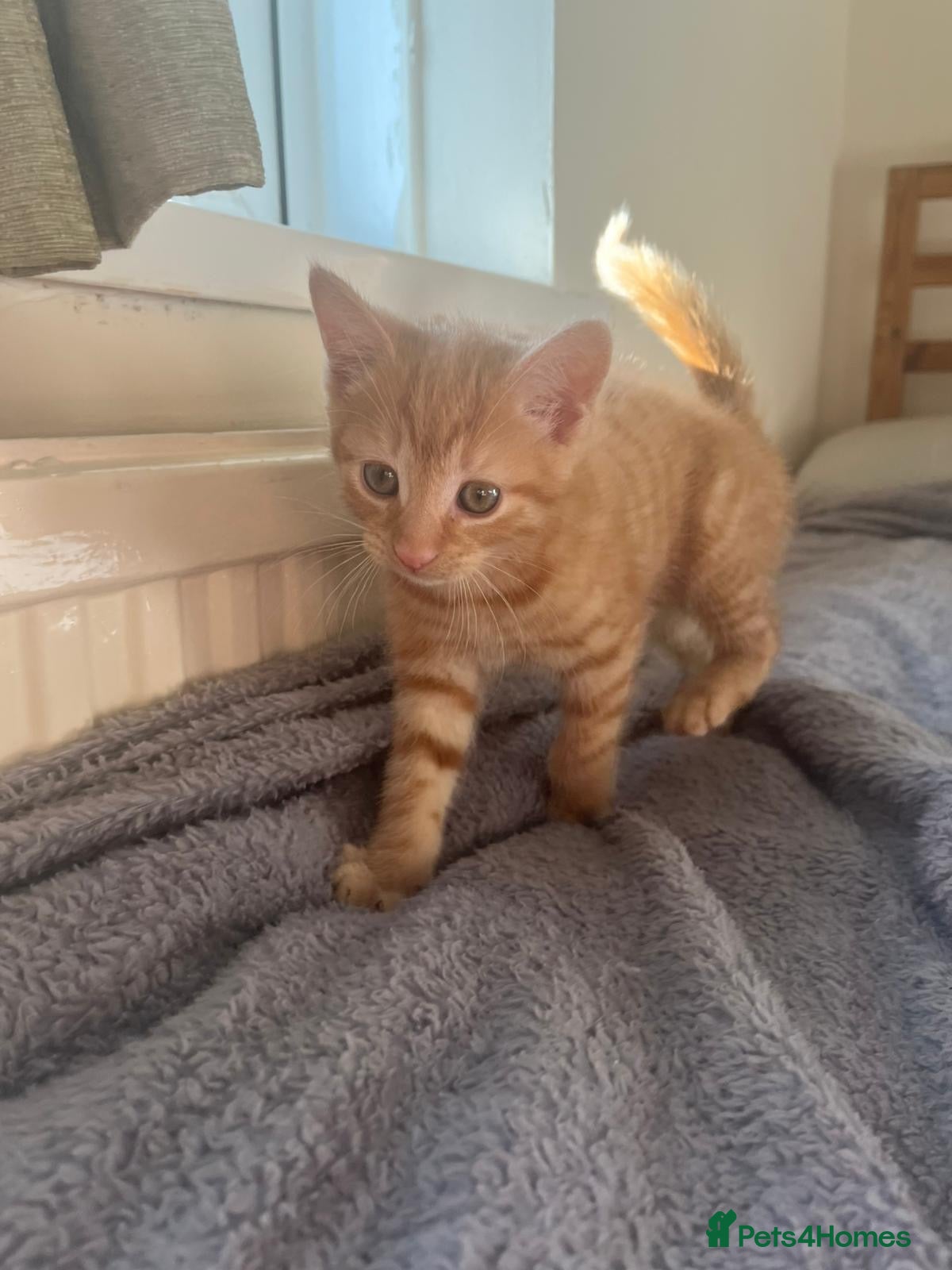 Domestic Shorthair cats for sale: 3 male cats and 1 female  - Advert 1