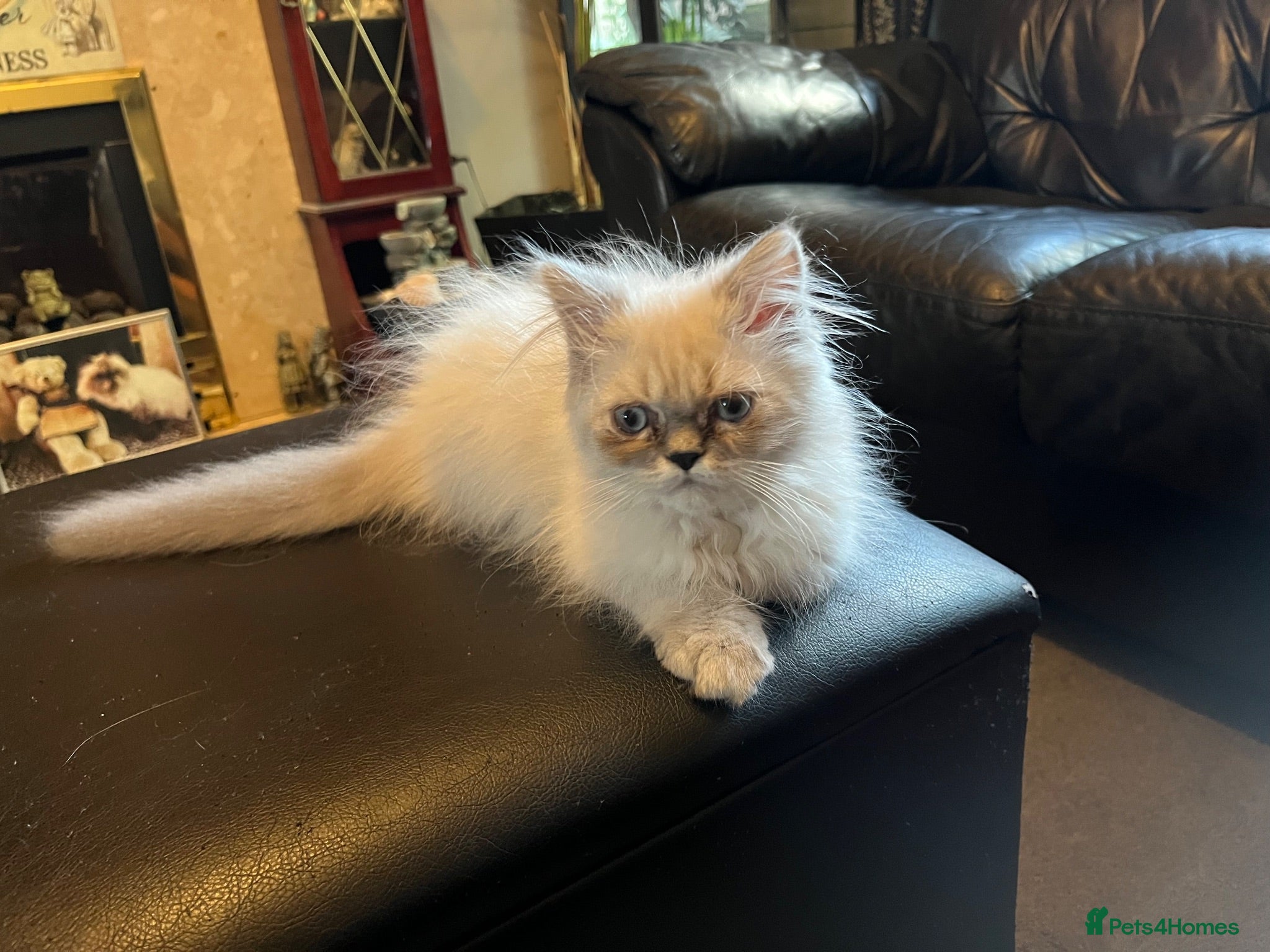 Persian cats Ready Now  Gorgeous blue eyed Himalayan cutie (M)  - Advert 1