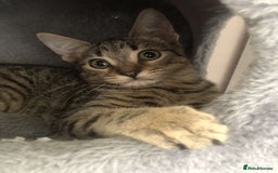 Mixed Breed cats for sale: Kittens for sale - Image 2