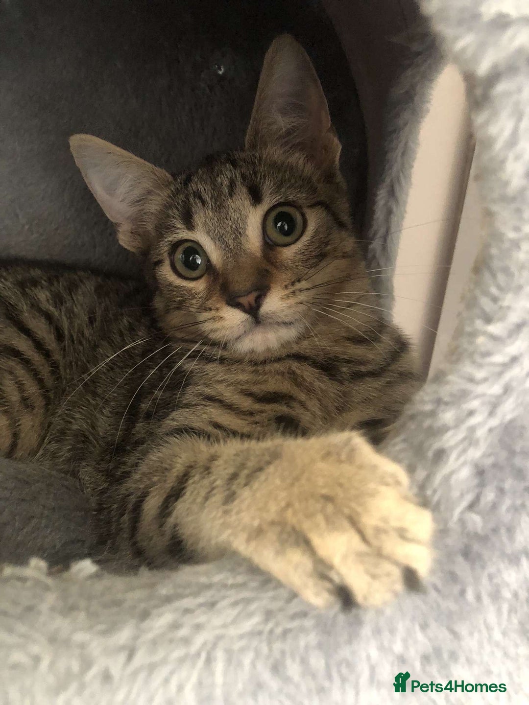 Mixed Breed cats for sale: Kittens for sale - Image 2