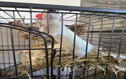 Rat rodents for sale: X2 female rats with full set up - Image 2