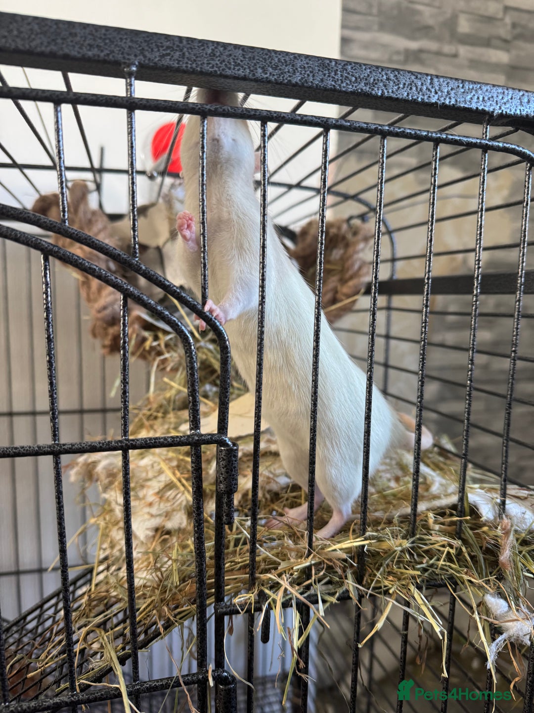 Rat rodents for sale: X2 female rats with full set up - Image 2
