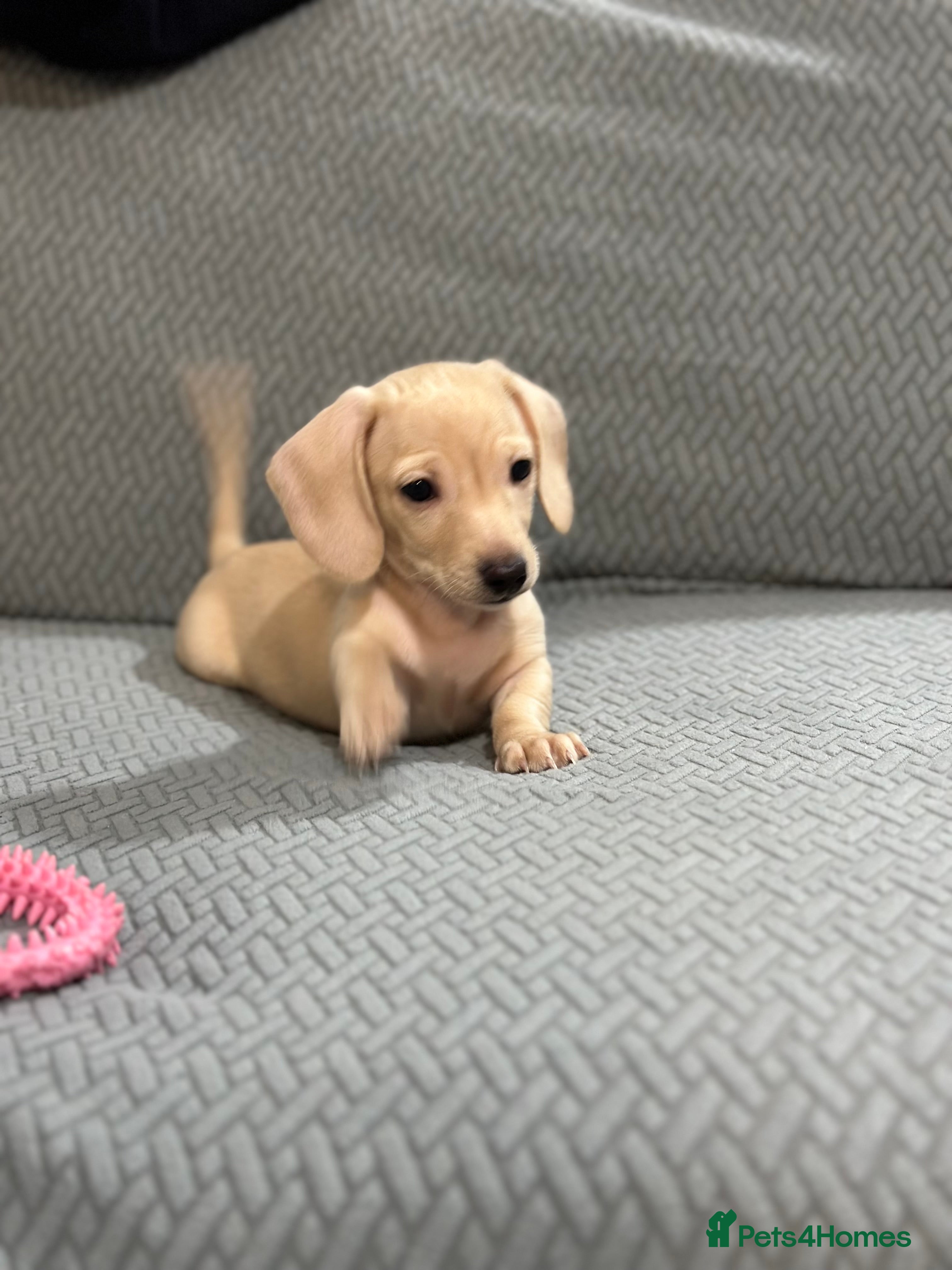 Miniature Dachshund dogs Miniatures dachshunds - Advert 14